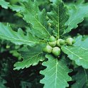 Quercus petraea